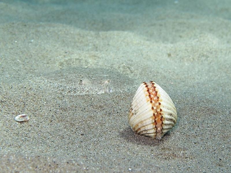 In attesa di apertura... Acanthocardia tuberculata